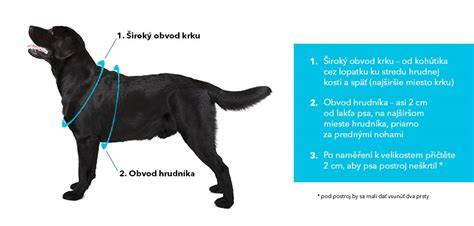 Infografika: Ako správne vybrať vodítko a postroj podľa veľkosti psa