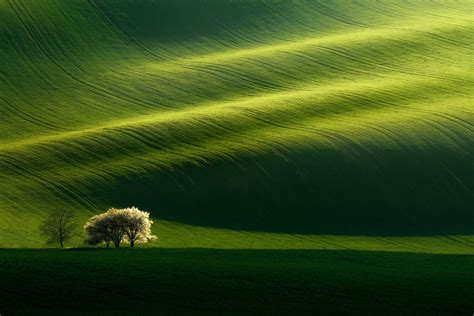 Hra svetla a tieňa na psíkovi