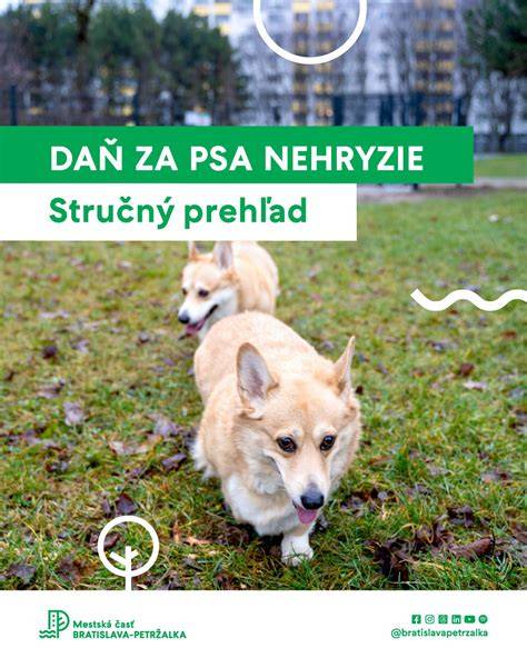 Infografika: Stručný prehľad PES vlákien a ich rozdelenie na PET, PBT, PEN, PTT, ako aj hlavné vlastnosti a použitia