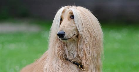 Historické vyobrazenie afganského chrta