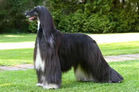 Afganský chrt v interiéri