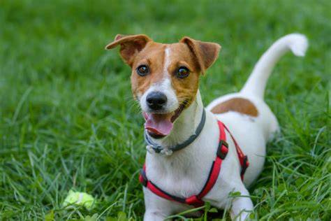 Infografika: Vizuálny prehľad starostlivosti o Jack Russell teriéra (vek, výživa, pohyb, pravidelné vyšetrenia)