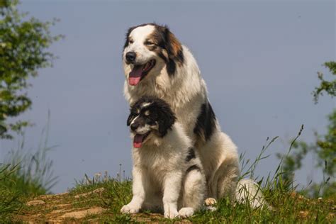 Ilustrácia psa plemena Tornjak