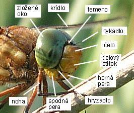 Obrázok exteriéru: hlava, hruď a stavba tela slovenského kopova