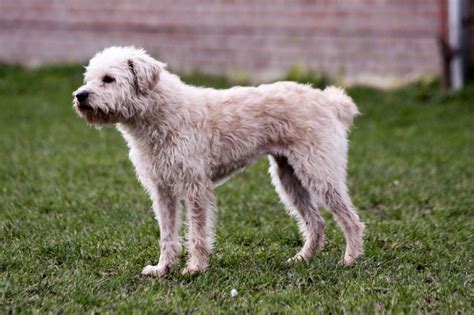 Holandský pinč hrajúci sa s deťmi