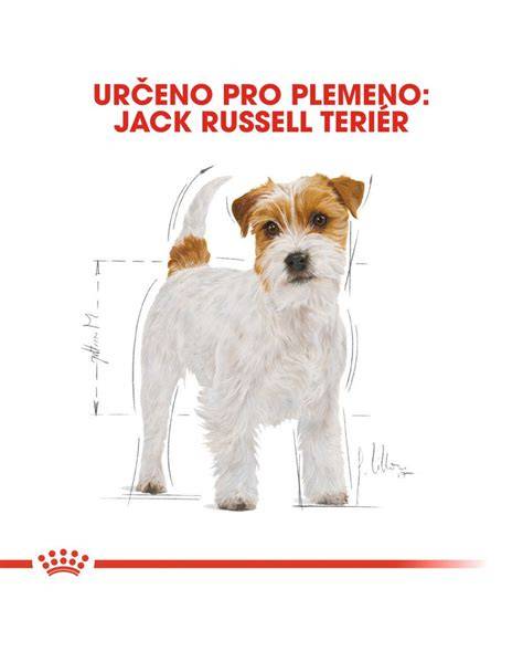 Infografika: Hlavné príčiny slabosti zadných končatín u Jack Russell teriéra a postupy diagnostiky