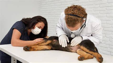 Infografika: Ako rozpoznať chrípku u psa a kedy navštíviť veterinára