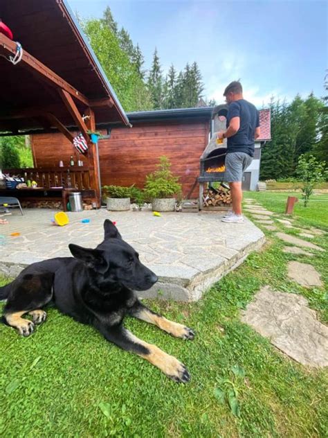 Tréner pracuje so psom