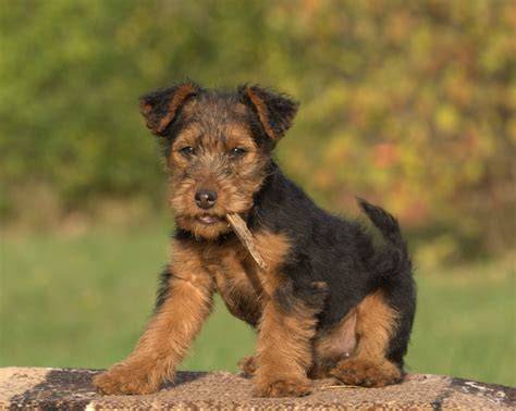 Welsh Terrier - typický exteriér a srsť
