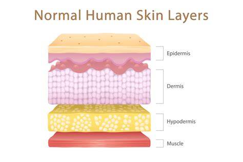 Infografika: Pokožka tela - vrstvy epidermis, dermis a hypodermis