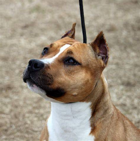 amstaff hlava a uši - vizualizácia typu hlavy, stopu a sánky