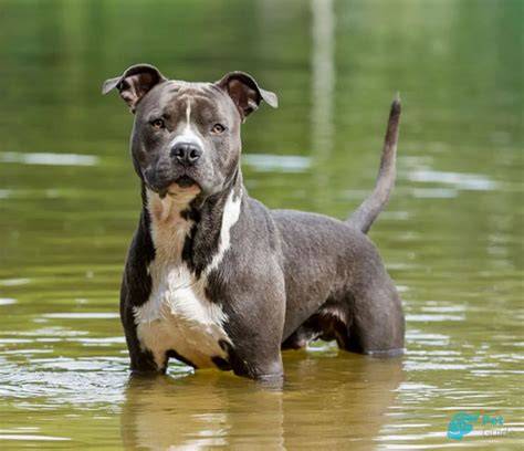 amstaff výcvik a socializácia