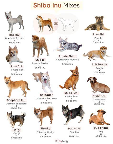 Ilustrácia znázorňujúca Shiba inu a Labrador mix v rodinnom prostredí