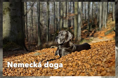 infografika_nemecka_doga.png