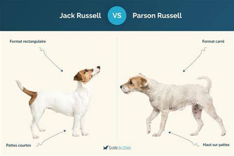 Infografika o histórii a rozdiele Parson a Jack Russell teriérov
