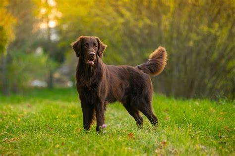 Infografika: Typické vlastnosti Flat Coated Retriever (povaha, zdravotné ukazovatele, aktivity)