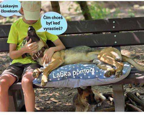Slepa infografika postup adopcie a starostlivosti po získaní maznáčika