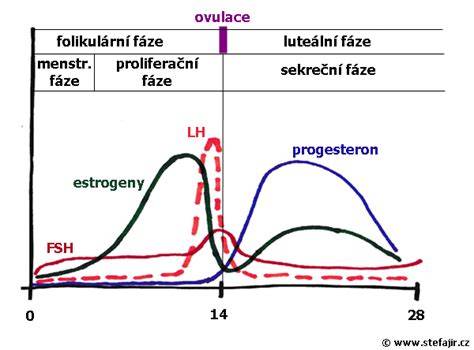 Schéma fáz pôrodu u feny