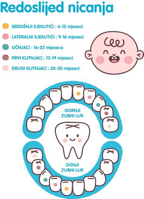 Infografika: Časti psieho zuba a diastáza zápachu