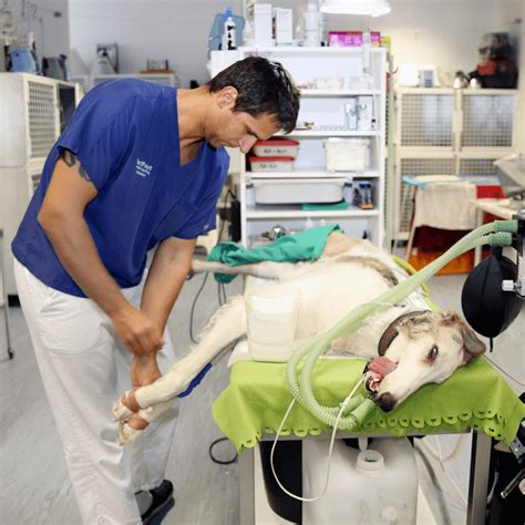 Ilustrácia veterinárneho lekára kontrolujúceho psa