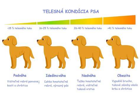 Grafické znázornenie pomeru výšky psa ku výške búdy