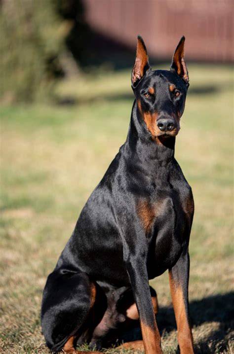 Obrázok: Krátkostranný doberman v aktívnom postoji