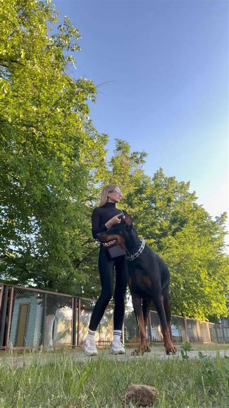 Fotografia: Doberman v rodinnej záhrade