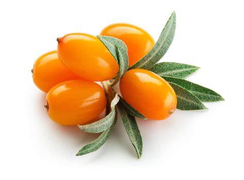 Rakytník - bobule a listy na ilustračné obrázkové meno