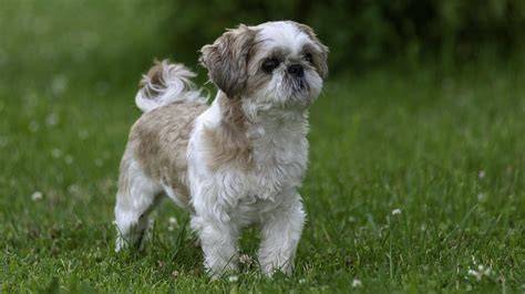 Shih-tzu s hustou srsťou a typickým copom na hlave
