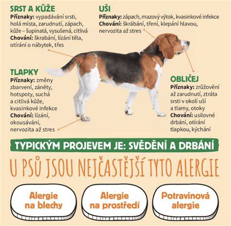 Grafy a štatistiky rizík zimnej nádchy u psov
