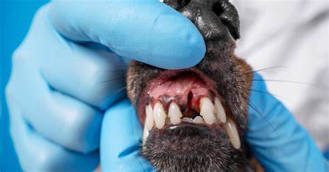 Štádiá zápalu ďasien u psov