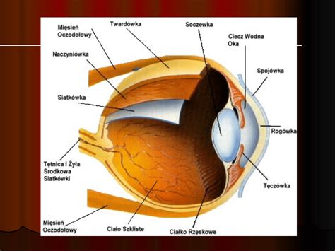 Anatomické zobrazenie oka psa s tretím viečkom
