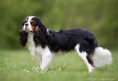 Infografika: denný režim a starostlivosť o Cavalier King Charles Spaniel