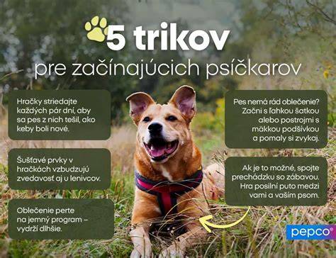 Infografika: Základy domáceho výcviku a socializácie psa