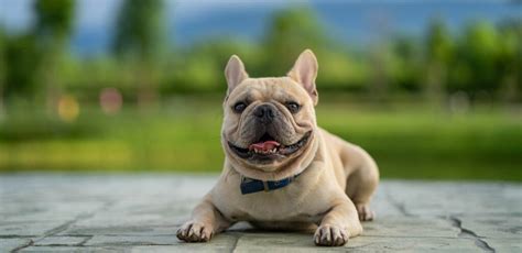 Francúzsky buldoček s nadváhou a problémy s dýchaním