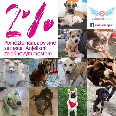 Infografika: Rôzne fázy vývoja šteniat a časové rámce dospievania podľa veľkosti plemena
