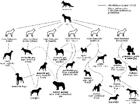 Rodokmeň psa ako dôkaz pôvodu