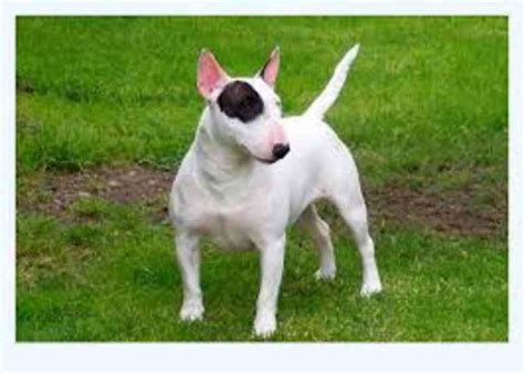 Pes a hárajúca fena