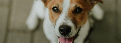 Infografika: Stručný prehľad zdravotných vyšetrení a očkovania šteniatok Jack Russell