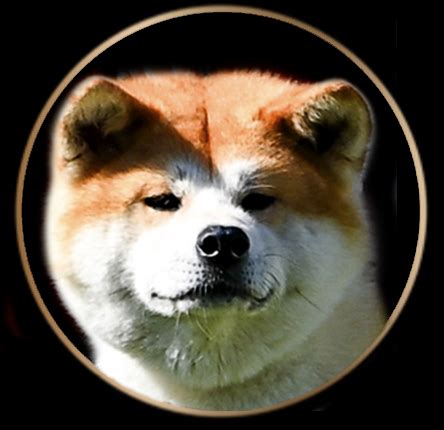 Infografika: Anatomické črty Akita inu (veľkosť, hlava, chvost, oči)