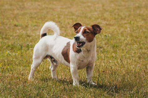 inzeraty-jack-russell.jpg