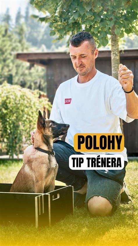 Infografika: pozitívne posilnenie v tréningu šteniat