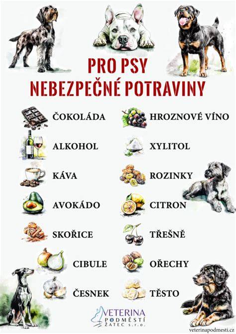 Infografika: Potraviny škodlivé pre psy vs. bezpečné alternatívy