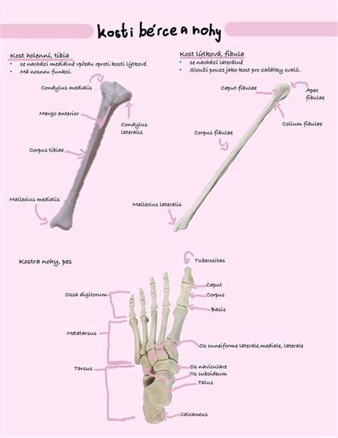 Anatomie dětské nohy