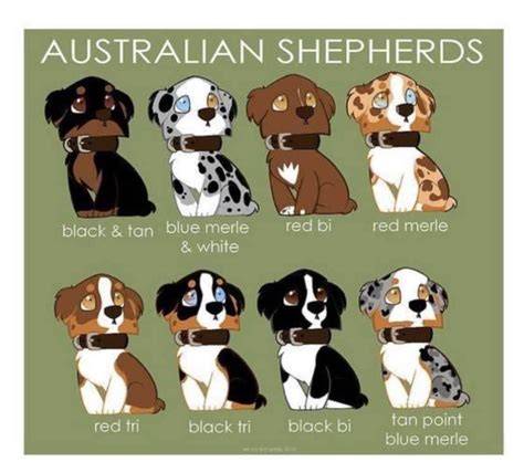 Infografika: Rozmanitosť farebných variantov srsti Austrálskeho ovčiaka