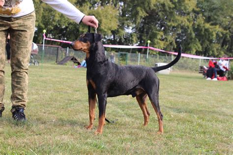 Nemecký pinč pri športových aktivitách ako agility