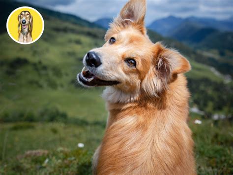 Pes s očkovacím preukazom