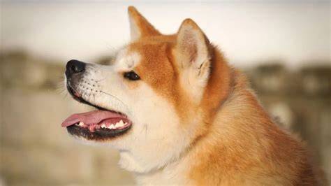 Obrázok: Akita Inu - charakteristika a typická vizáž