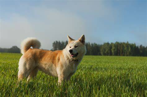 Obrázok: Socializácia šteniatok Akita Inu