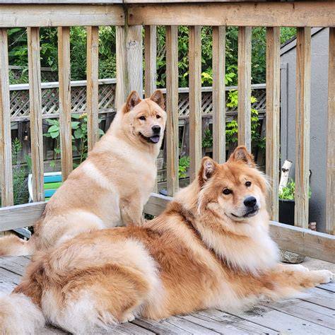 Obrázok: Porovnanie Akita Inu so Shiba Inu a Chow Chow